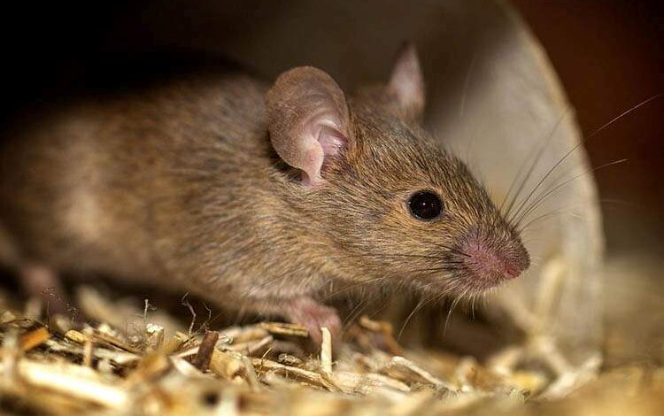 Co oznacza sen o myszach