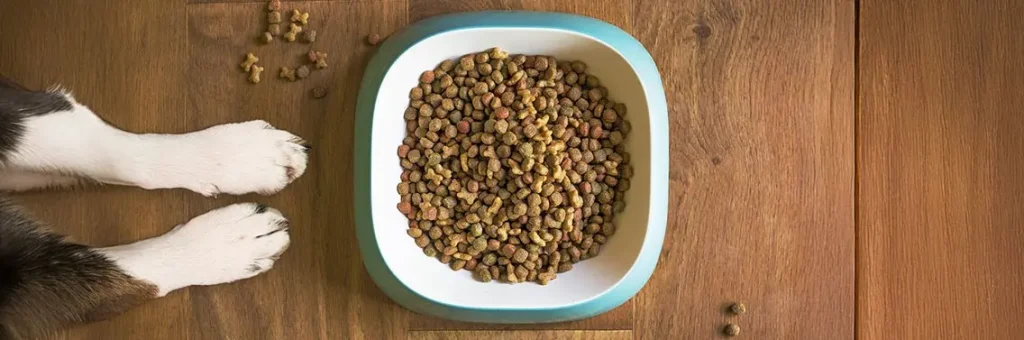 Jak wybrać suchą karmę dla psa?